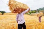 آتش بی عدالتی در خرمن « گندم » کشاورزان