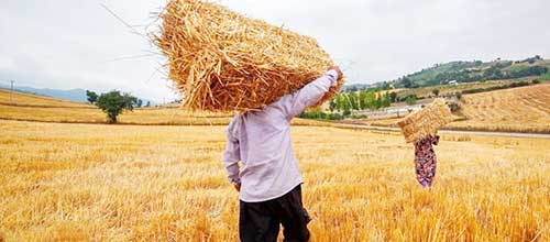 آتش بی عدالتی در خرمن « گندم » کشاورزان