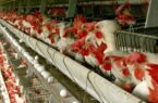 پرکشیدن قیمت مرغ و مساله چندوجهی تولید تا بازار در استان سمنان