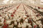 تولید ۸۶۹ هزار تن تحم مرغ در سال ۹۸
