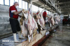 رشد ۱۸ درصدی عرضه گوشت گوسفند در آذرماه