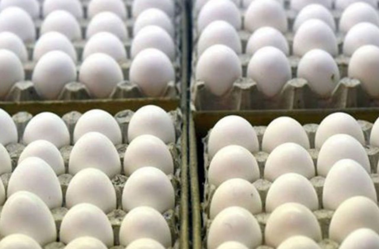مصرف تخم مرغ در لرستان ۹ هزار تن بیشتر از تولید آن است