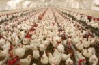 مشکل بازار مرغ، افزایش خرید احتیاطی مردم است یا کاهش تولید؟