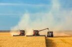 واریز بیش از ۲۶۵ هزار میلیارد ریال وجوه خرید تضمینی گندم توسط بانک کشاورزی