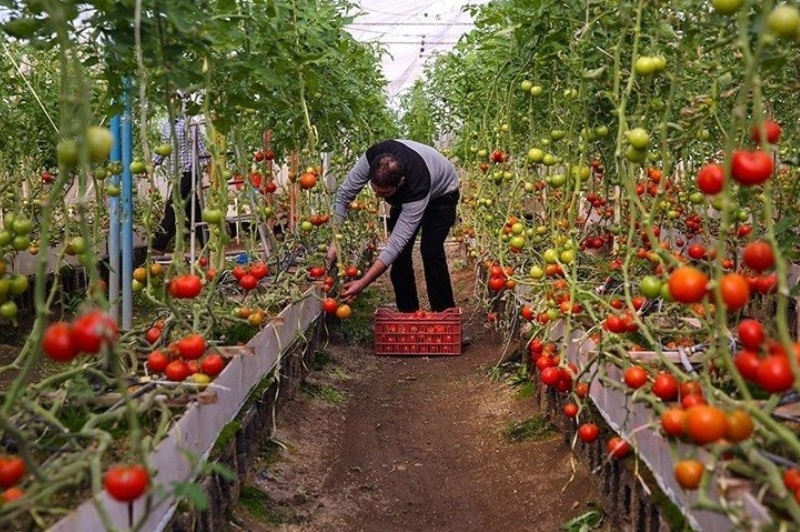 برگشت محصولات کشاورزی ایران ربطی به باقی‌مانده سموم ندارد