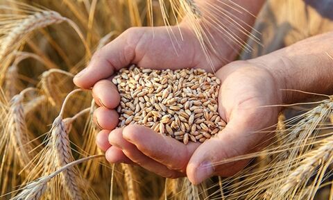 واریز بیش از ۱۱۷ هزار میلیارد ریال وجوه خرید تضمینی گندم توسط بانک کشاورزی