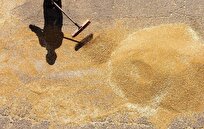 کشورهای در حال توسعه مقصد صادرات ۴۷ درصد از اوکراین