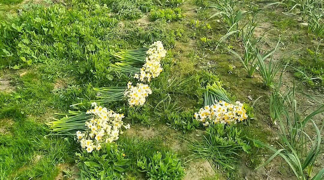چشم بیدبلند به گل های نرگس روشن شد
